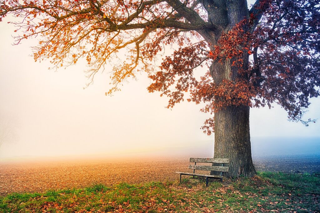 Image of a bench beside a tree in autumn.