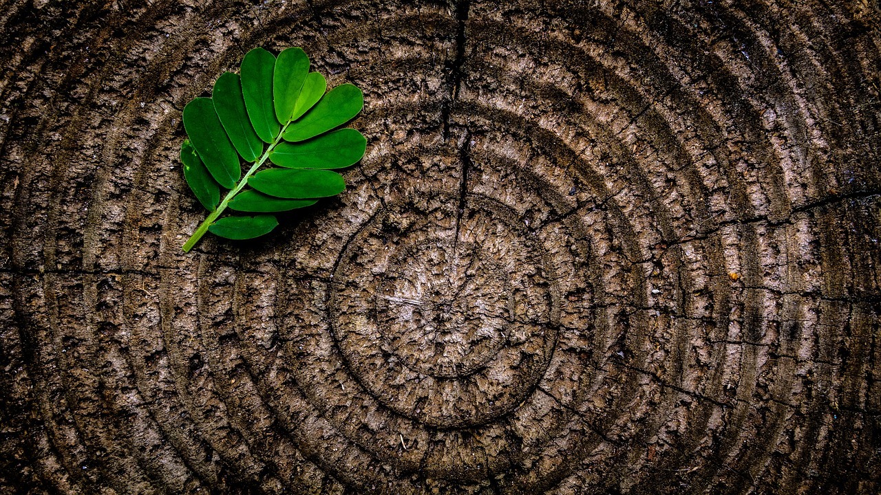 Tree Ring Labyrinth