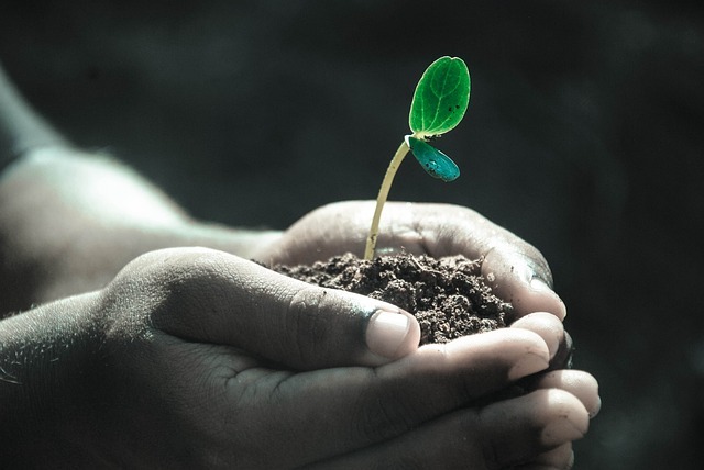 A photo graph of a pair of hands holding a small seedling.