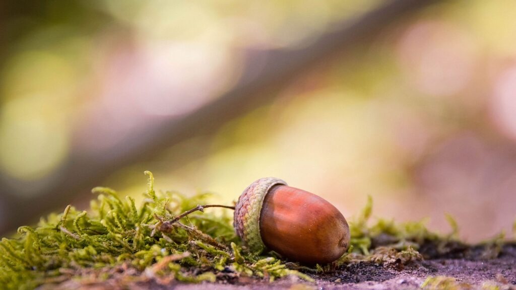 A close-up photo of an acorn on the ground.