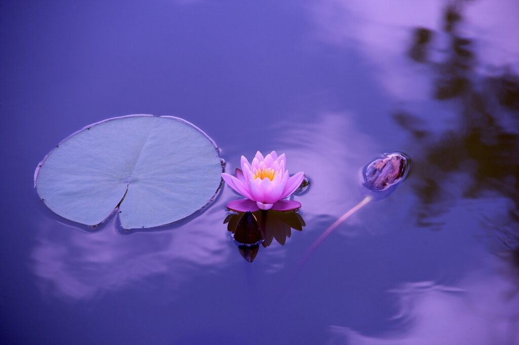 A photo of a lotus flower next to a lily pad in water that appears purple in the shadowy light.