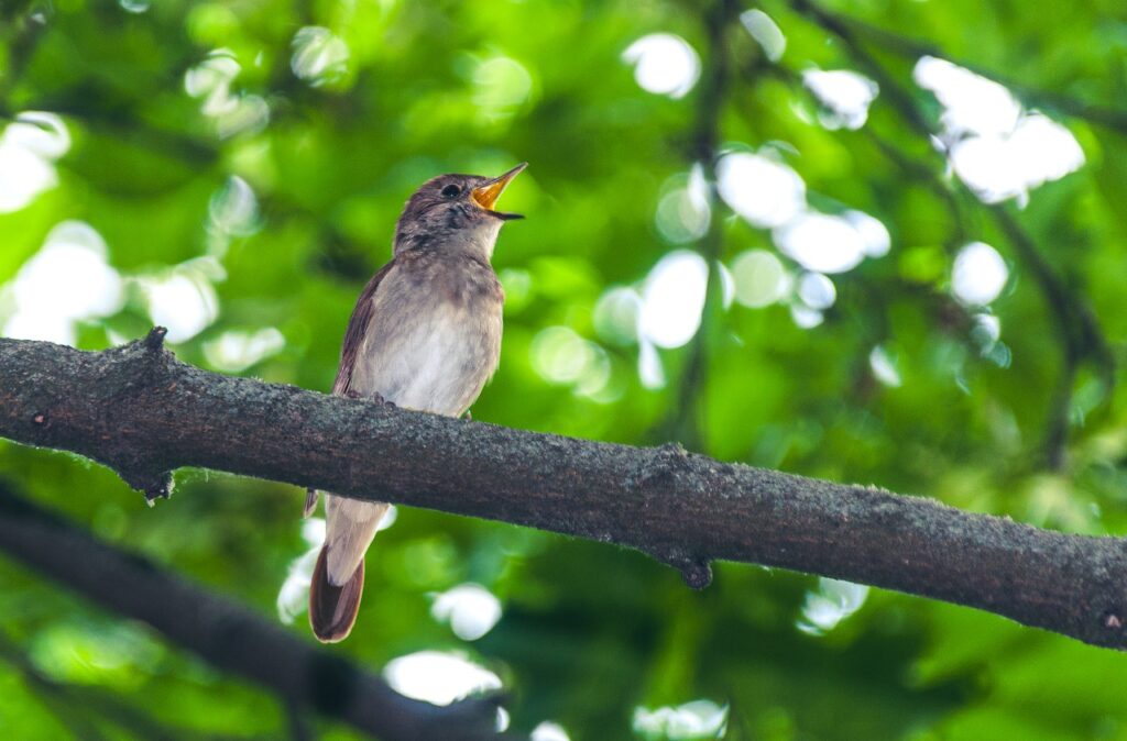 A photo of a singing bird sitting on a branch
