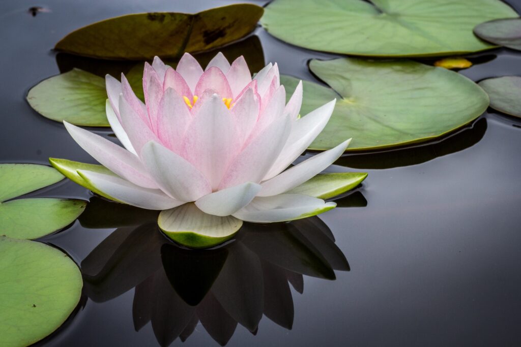 photo of a water lily by Jay Castor
